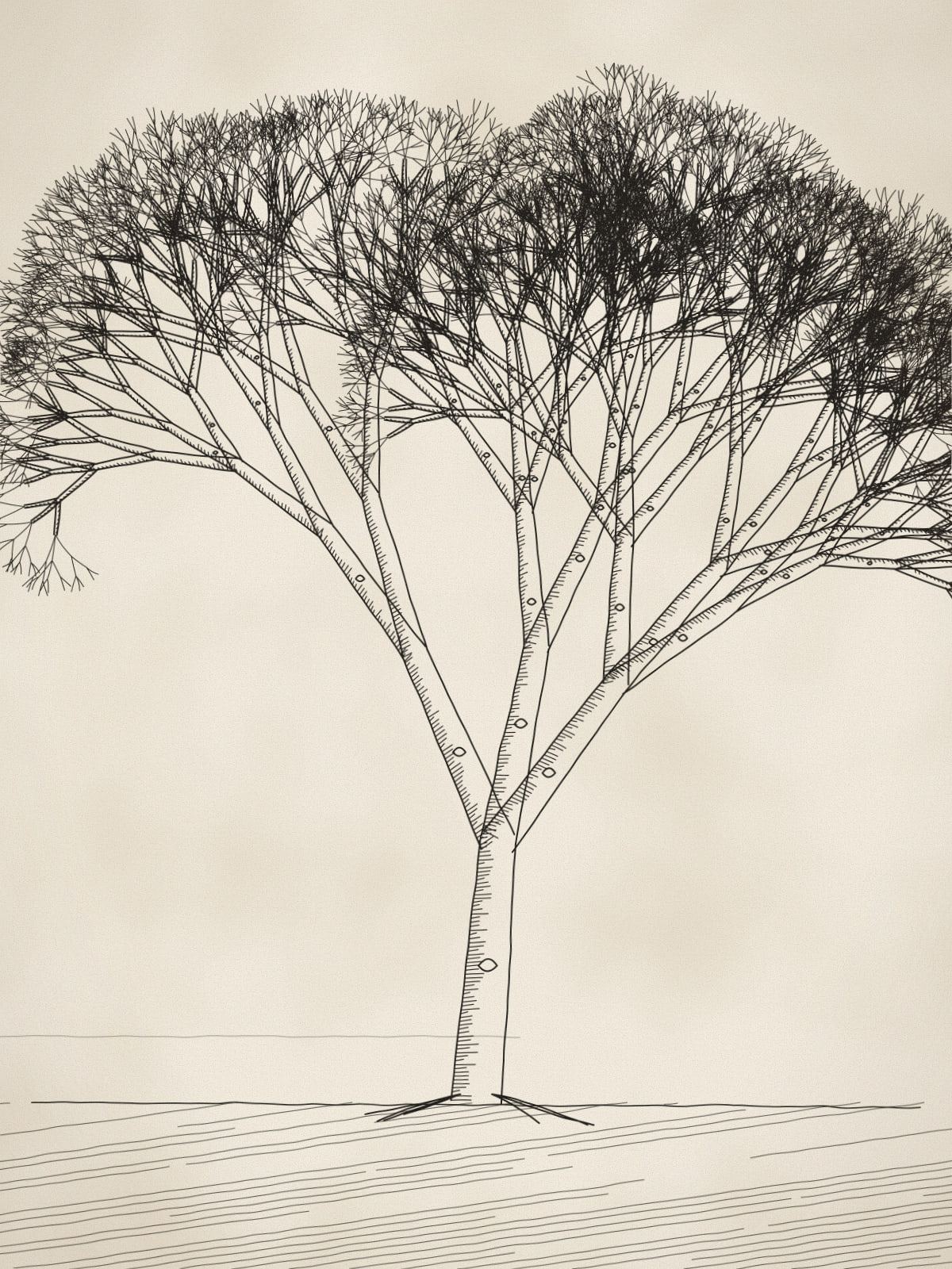 Pen and ink drawing of a single large bare sycamore tree, branches spreading to fine twigs, on a lightly hatched snowy ground