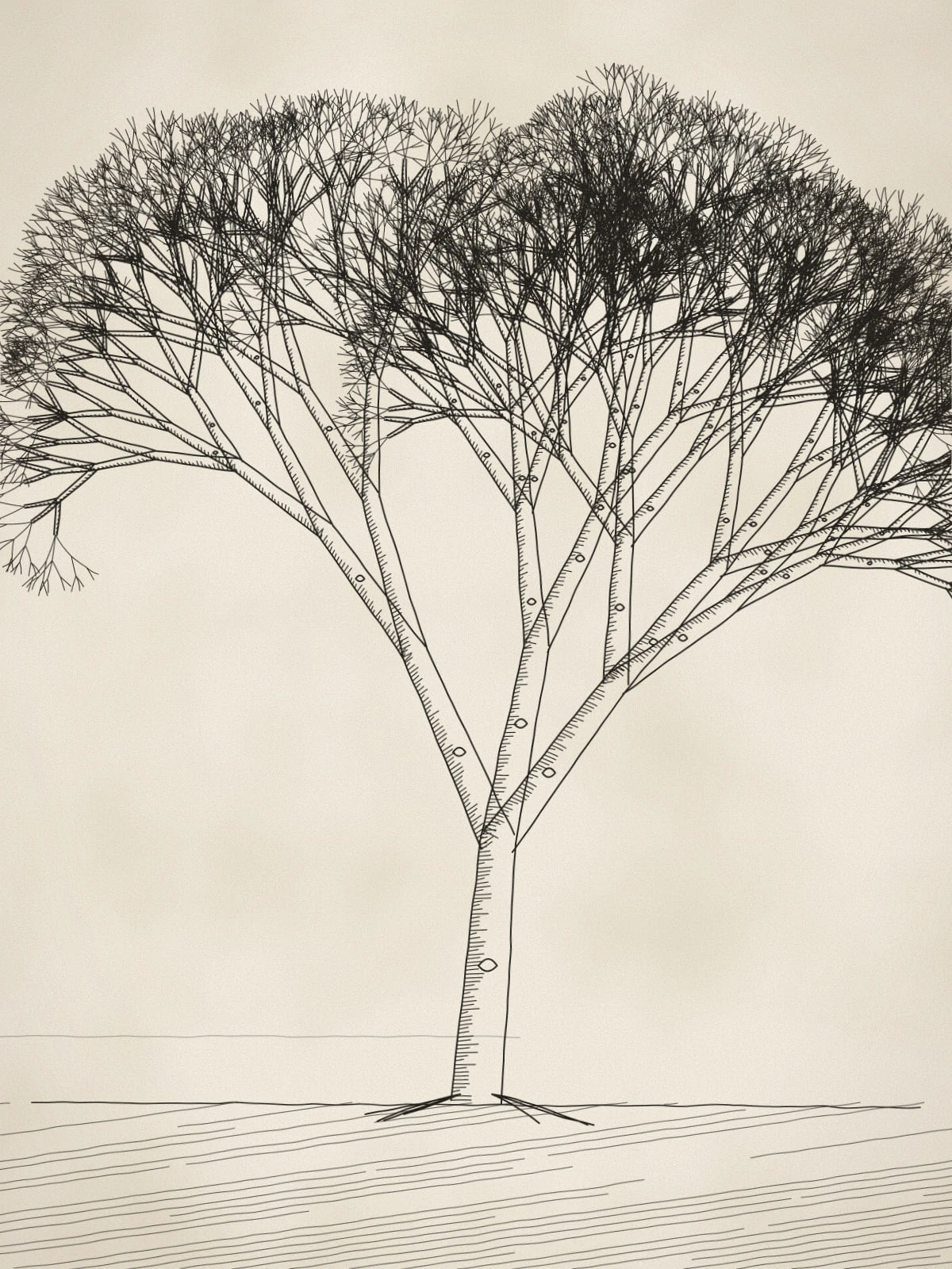 Pen and ink drawing of a single large bare sycamore tree, branches spreading to fine twigs, on a lightly hatched snowy ground